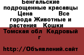 Бенгальские подрощенные красавцы. › Цена ­ 20 000 - Все города Животные и растения » Кошки   . Томская обл.,Кедровый г.